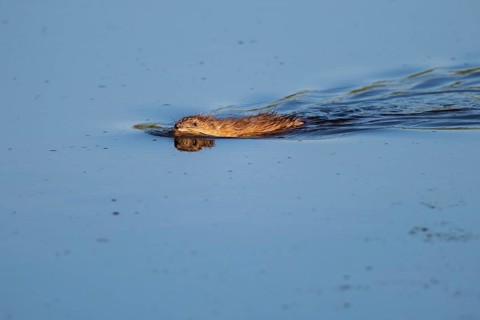 Muskrat