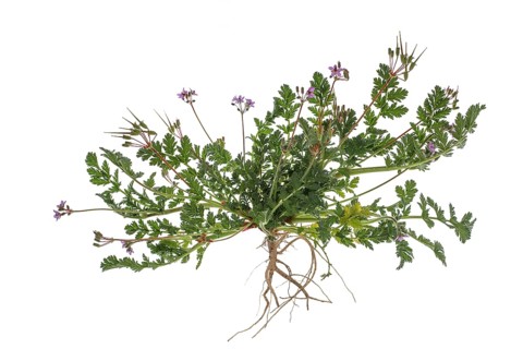 Redstem filaree