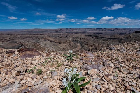 Fish River Canyon with wild lilies
