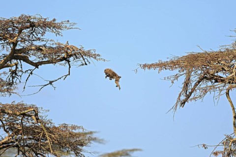 Olive baboon