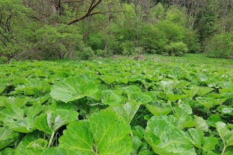 Common butterbur