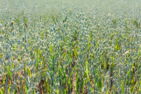Oats