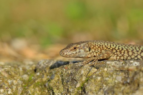 Wall lizard