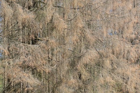Spruce