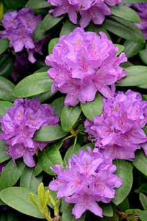 Rhododendron Park Bad Sassendorf