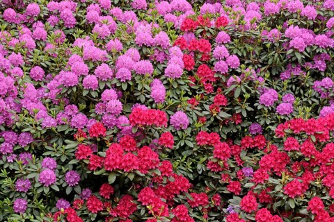 Rhododendron Park Bad Sassendorf