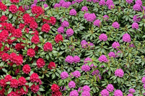 Rhododendron Park Bad Sassendorf