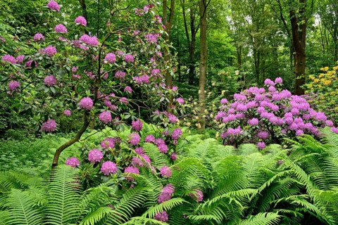 Rhododendron Park Bad Sassendorf