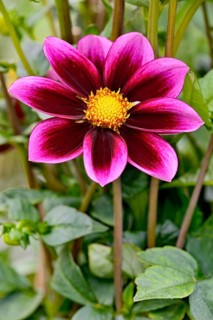 Single-flowered dahlia
