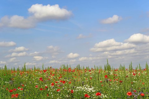 Flowering strips with corn poppy