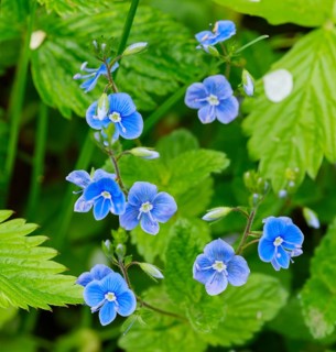 Germander speedwell