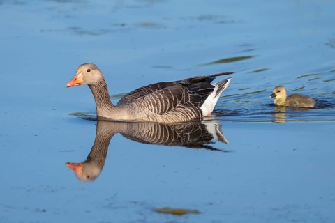 Greylag goose