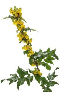 Flowering branch of a Holly