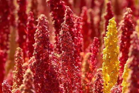 Panicles of ripe quinoa