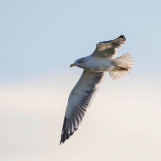 Herring Gull
