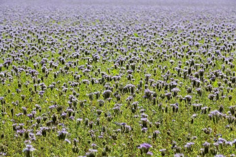 Field with bee friend