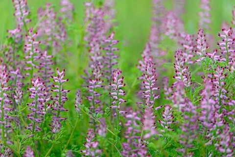 Common Fumitory