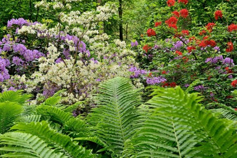 Rhododendron Park Bad Sassendorf