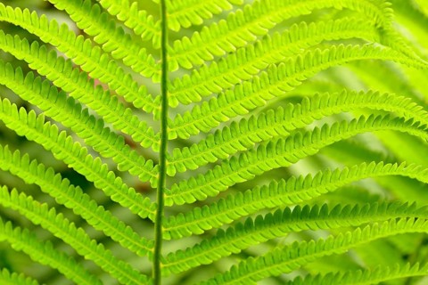 Ostrich Fern