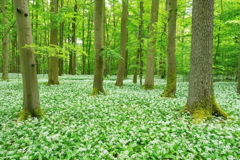 Blooming wild garlic