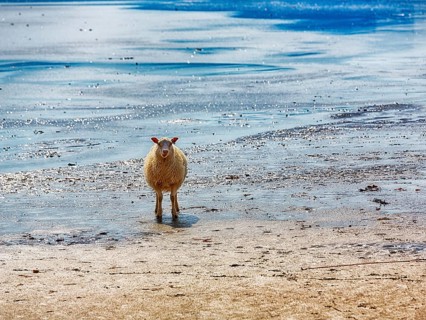 Icelandic sheep