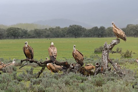 Griffon vulture