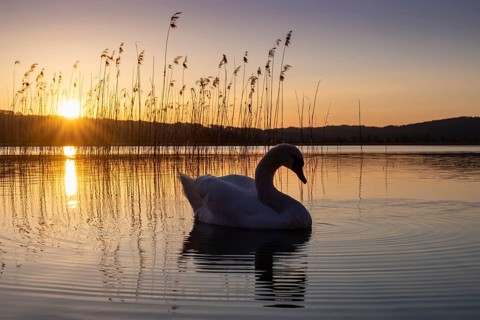 Swan
