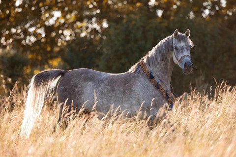 Thoroughbred Arabian mare with traditional halter and chest ornament in portrait