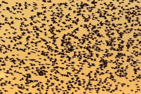 Common starling