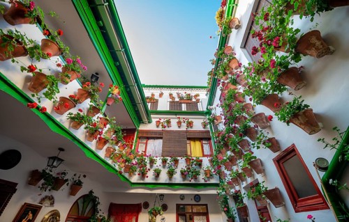 Many red geraniums in flower pots in the courtyard on a house wall