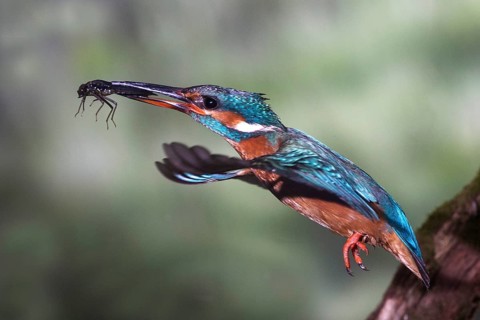 Common kingfisher