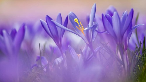Crocuses