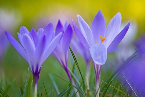 Crocuses