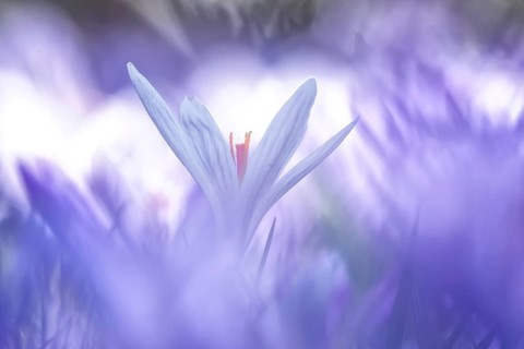 Crocuses