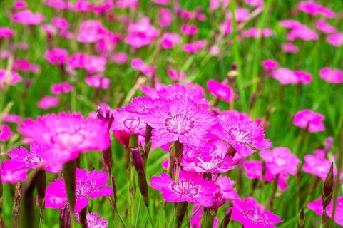 Maiden pinks