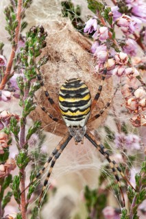 Wasp spider