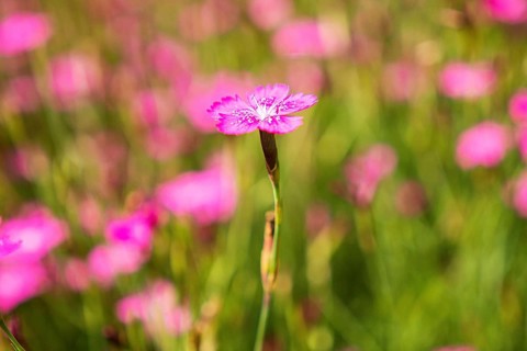Maiden pinks