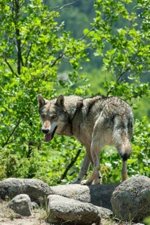 Gray wolf