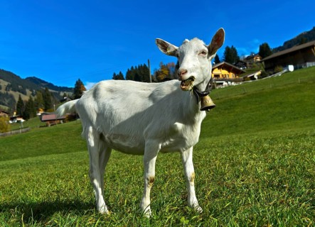Unhorned Saanen goat with bell