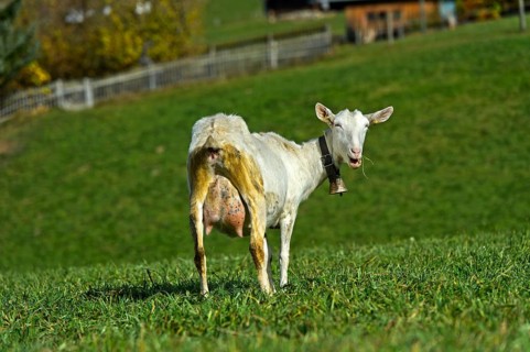 Unhorned Saanen goat with bell