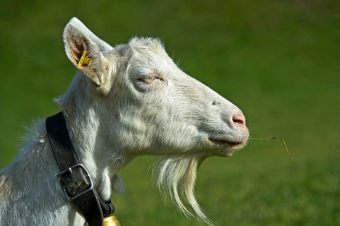Saanen goat