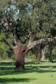 Old cork oak forest