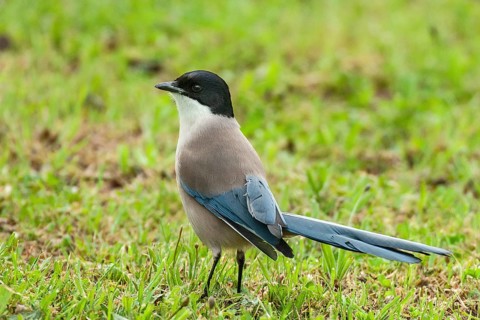 Azure-winged Magpie