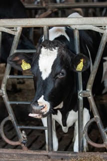 Cowshed