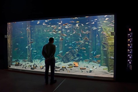 Visitor looks into huge aquarium at Ozeaneum