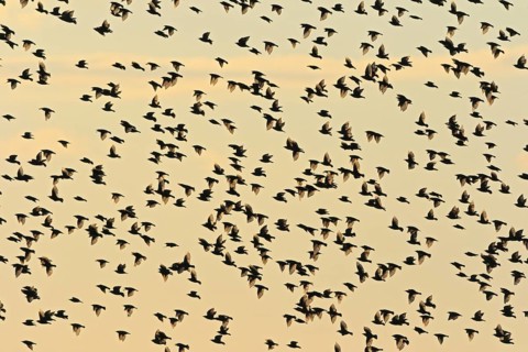 Common starling