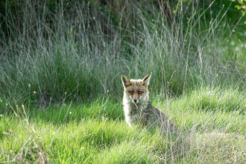 Fox