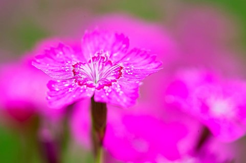 Maiden pinks