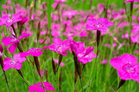 Maiden pinks
