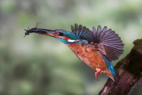 Common kingfisher